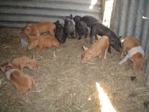 piglets002.jpg